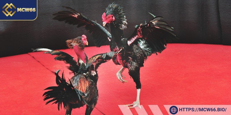 Lựa chọn gà chiến hợp lý