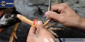 Luật chơi trong từng trận đấu