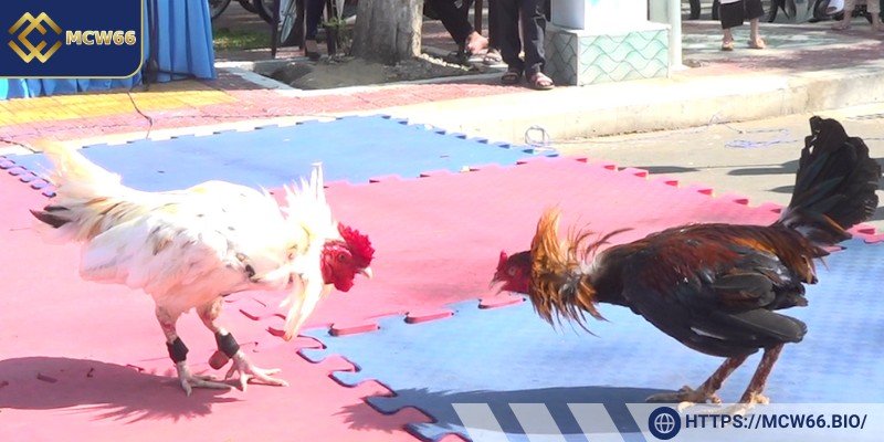 Luật thi đấu của trực tiếp đá gà tre