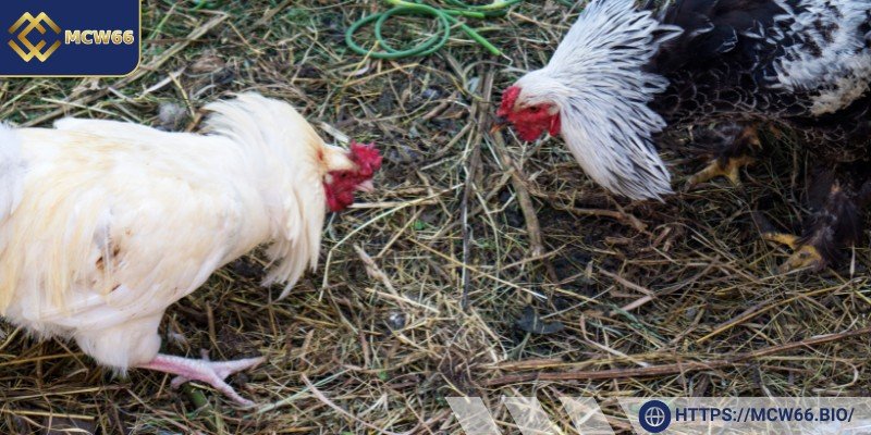 Một số nguyên tắc cơ bản cần biết