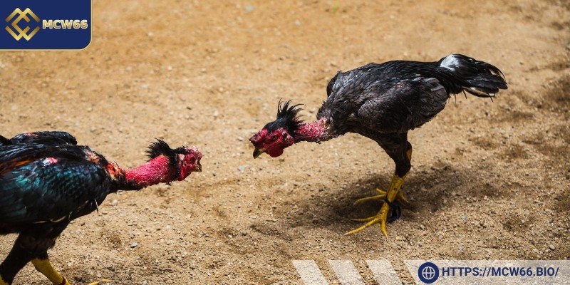 Nắm rõ thông tin về chiến kê