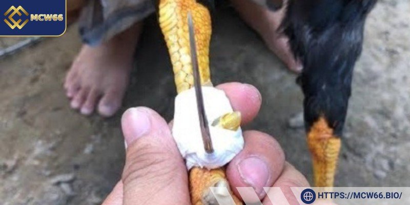 Gà Peru