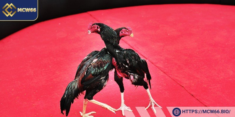 Những thông tin quan trọng về đá gà Thomo