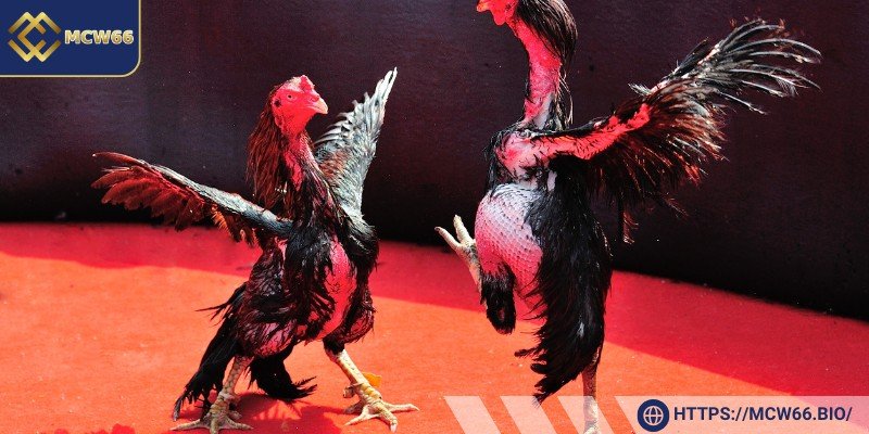 Quản lý ngân sách hiệu quả