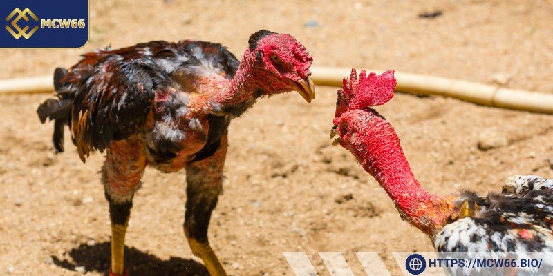 Quy định phần thưởng cho người thắng