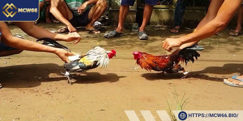 Tham gia với nhiều cửa cược hấp dẫn