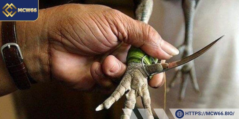Thông tin về đá gà trực tiếp cựa dao
