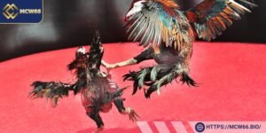 Trang bị cho gà khi tham gia đá gà cựa sắt
