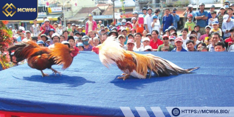 Tỷ lệ thưởng khi tham gia đá gà tre